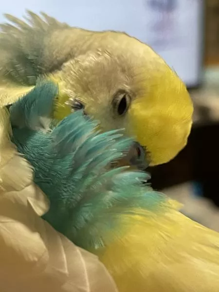 愛鳥さんの写真