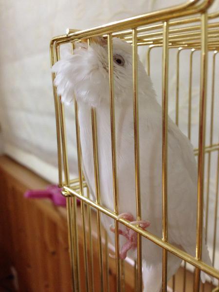 愛鳥さんの写真