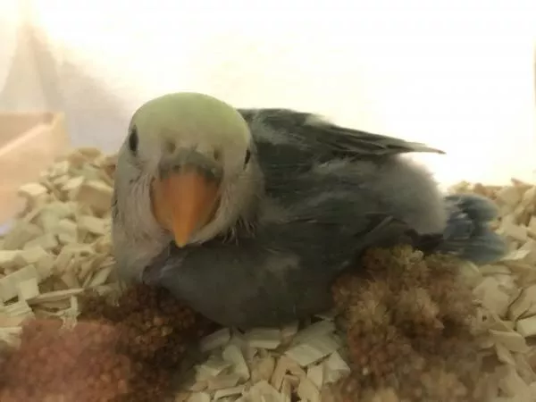 愛鳥さんの写真