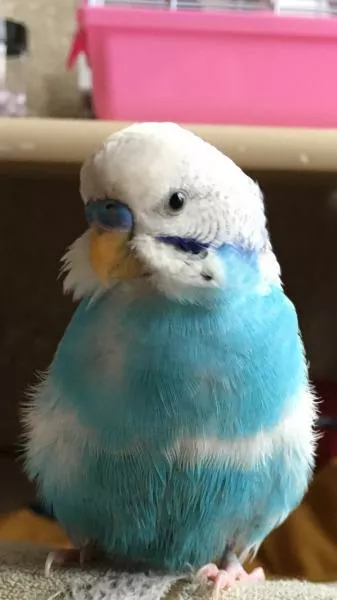 愛鳥さんの写真