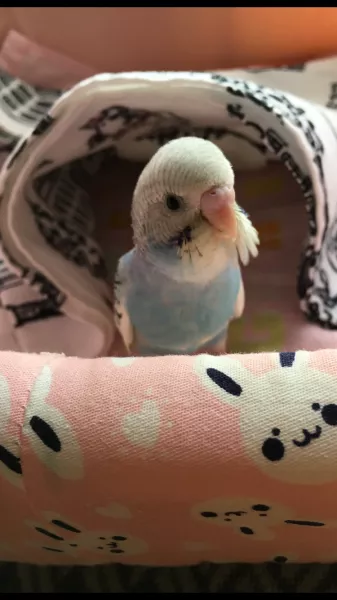 愛鳥さんの写真