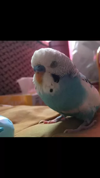 愛鳥さんの写真