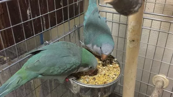 愛鳥さんの写真