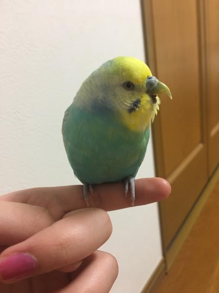 愛鳥さんの写真
