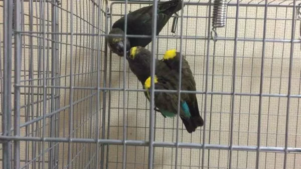 愛鳥さんの写真