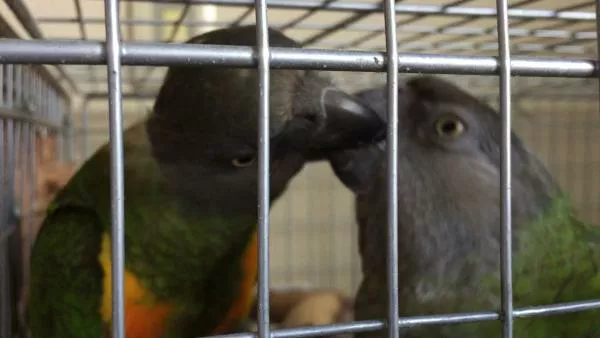 愛鳥さんの写真