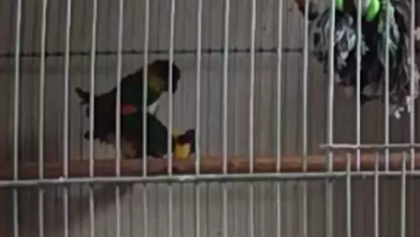 愛鳥さんの写真