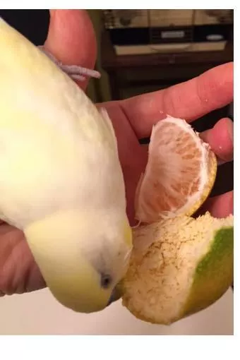 愛鳥さんの写真