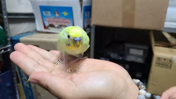 愛鳥さんの写真