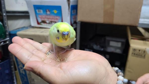 愛鳥さんの写真