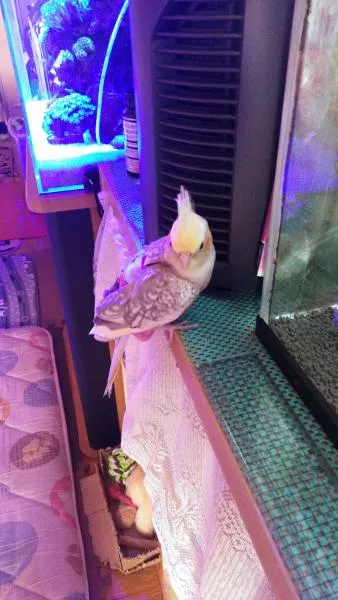 愛鳥さんの写真