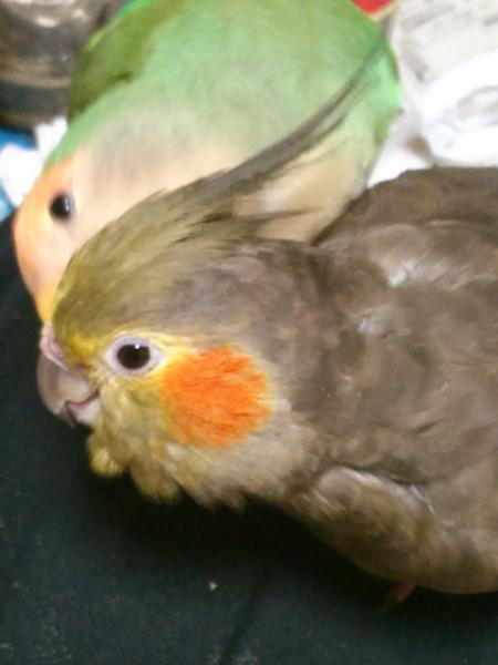 愛鳥さんの写真