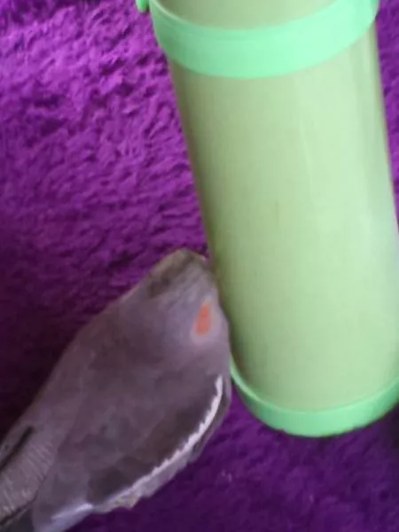 愛鳥さんの写真