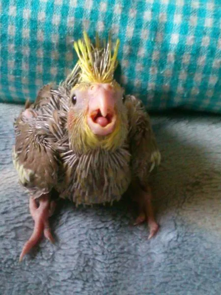 愛鳥さんの写真