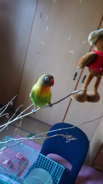 愛鳥さんの写真