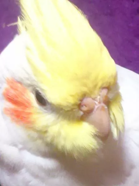 愛鳥さんの写真