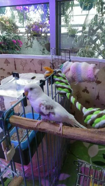 愛鳥さんの写真