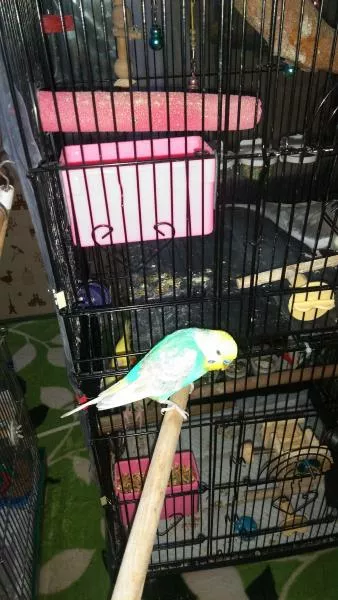 愛鳥さんの写真