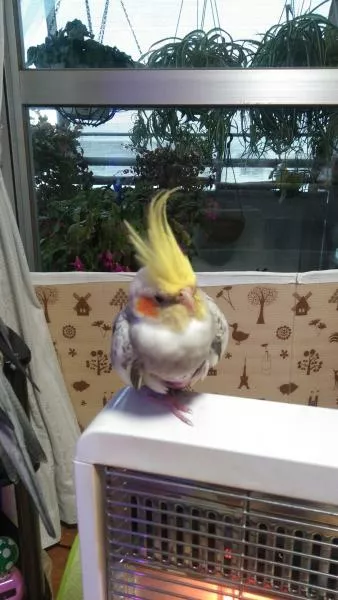 愛鳥さんの写真