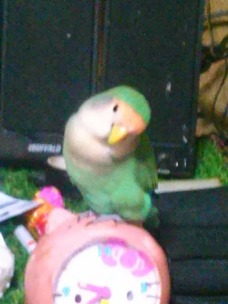 愛鳥さんの写真