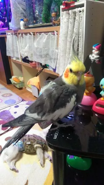 愛鳥さんの写真