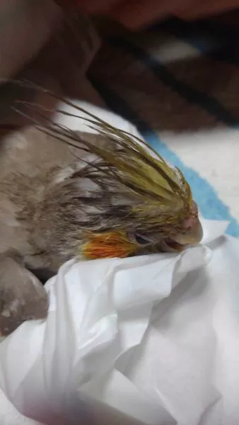 愛鳥さんの写真