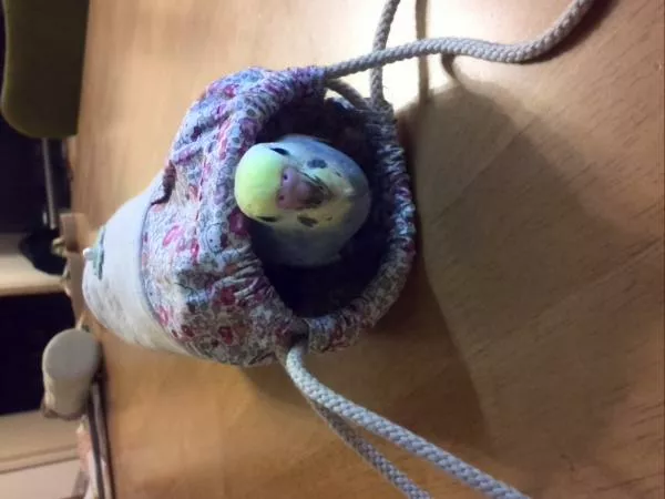 愛鳥さんの写真