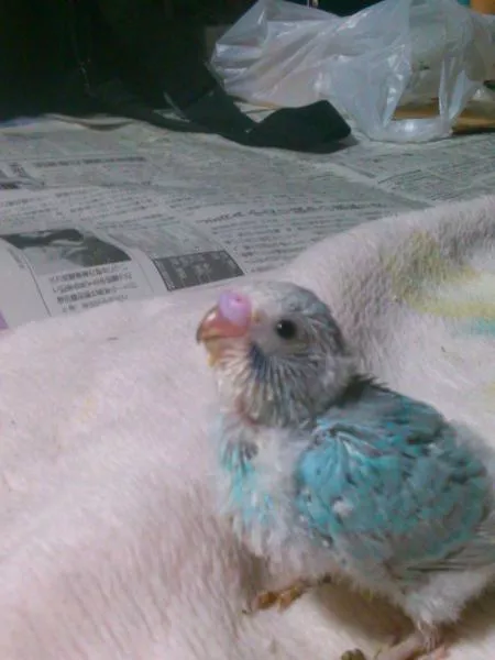 愛鳥さんの写真