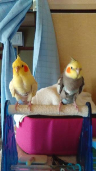 愛鳥さんの写真