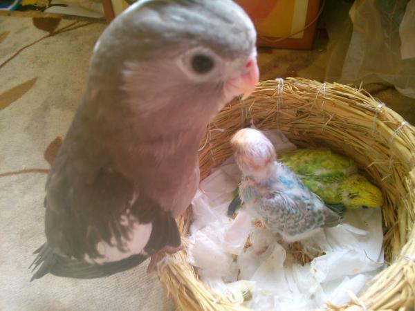 愛鳥さんの写真