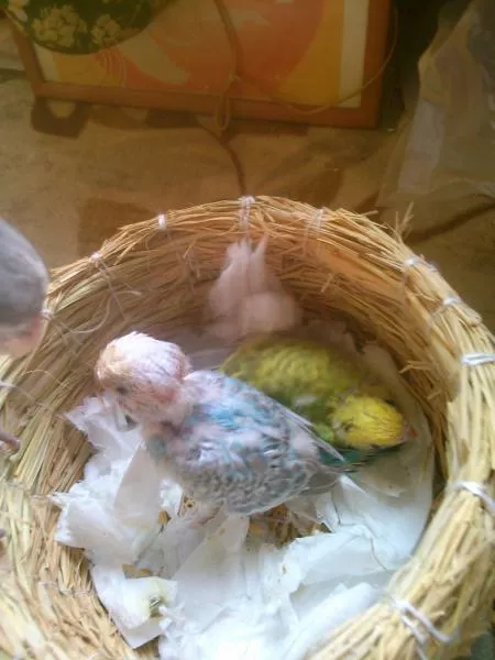 愛鳥さんの写真