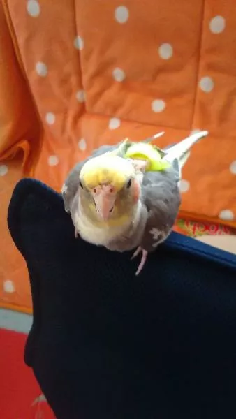 愛鳥さんの写真