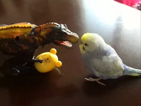 愛鳥さんの写真