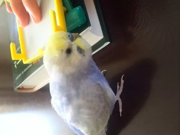 愛鳥さんの写真