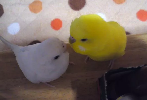 愛鳥さんの写真