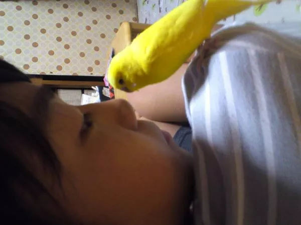 愛鳥さんの写真