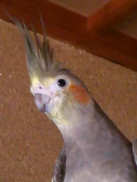 愛鳥さんの写真