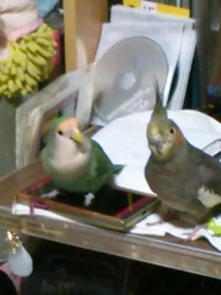 愛鳥さんの写真