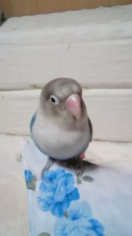 愛鳥さんの写真