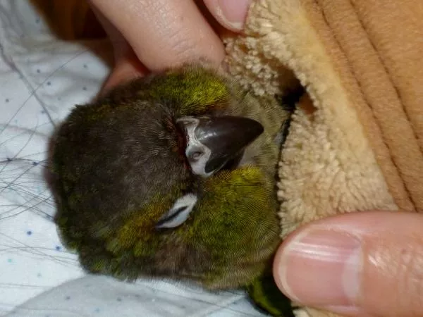 愛鳥さんの写真