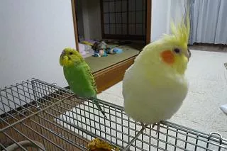 愛鳥さんの写真