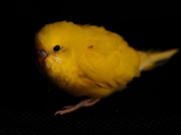 愛鳥さんの写真