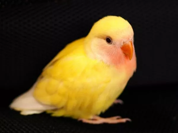 愛鳥さんの写真