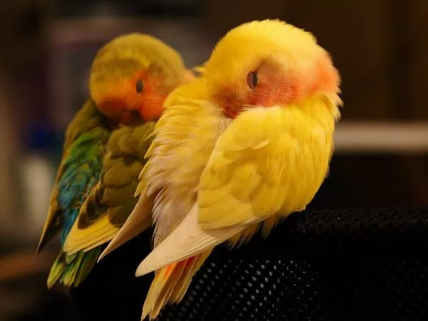 愛鳥さんの写真