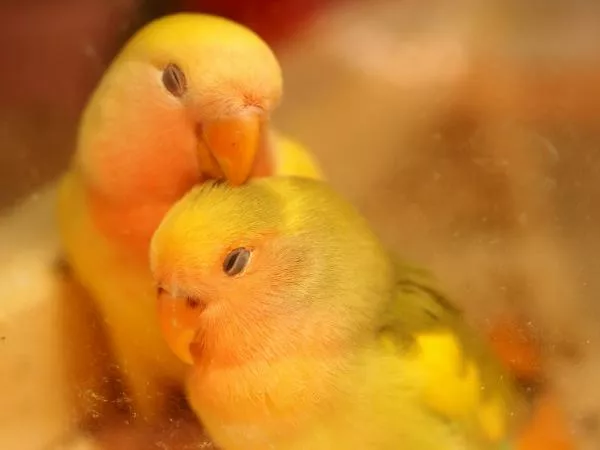 愛鳥さんの写真