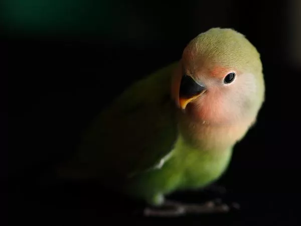 愛鳥さんの写真