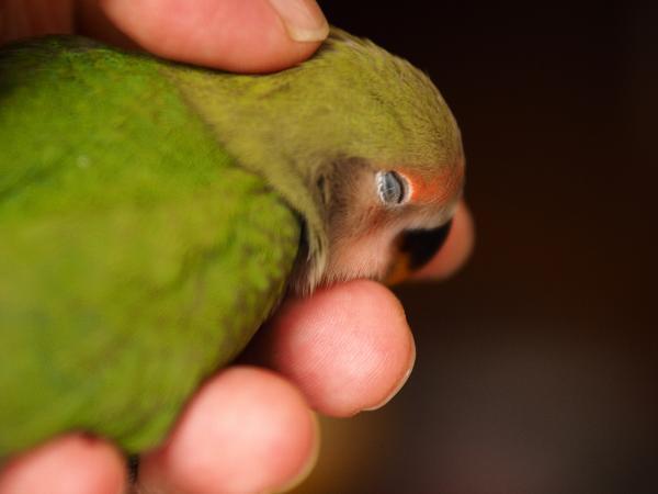愛鳥さんの写真