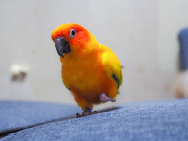 愛鳥さんの写真