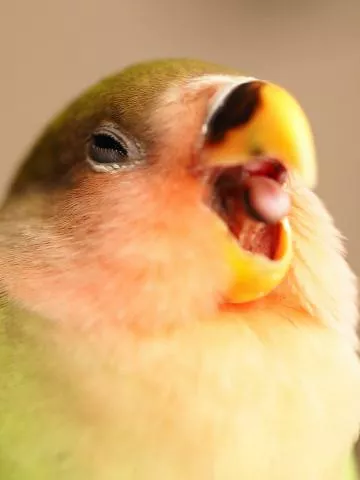 愛鳥さんの写真