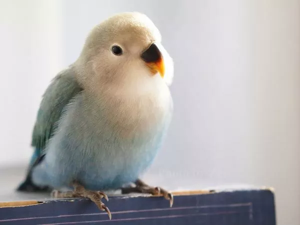 愛鳥さんの写真